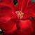 Rood - Floribunda roos - Satchmo